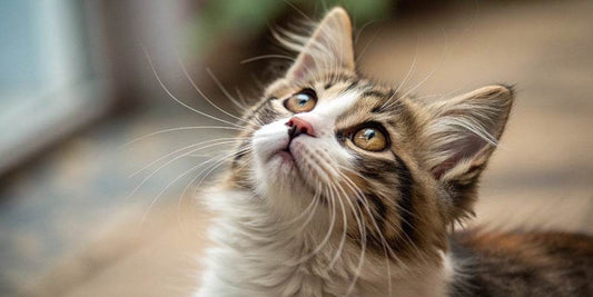 Quanto vive un gatto?