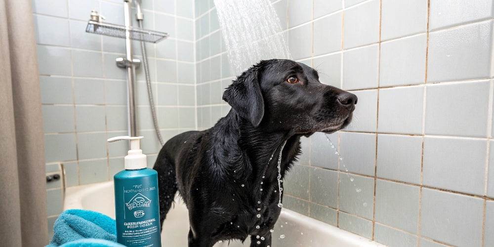 Tipos de champú de perros