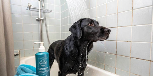 Types de shampoing pour chien