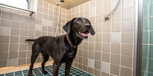 Conseils d'utilisation des shampooings secs pour chiens