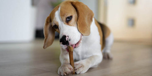 É bom dar petiscos para cães?