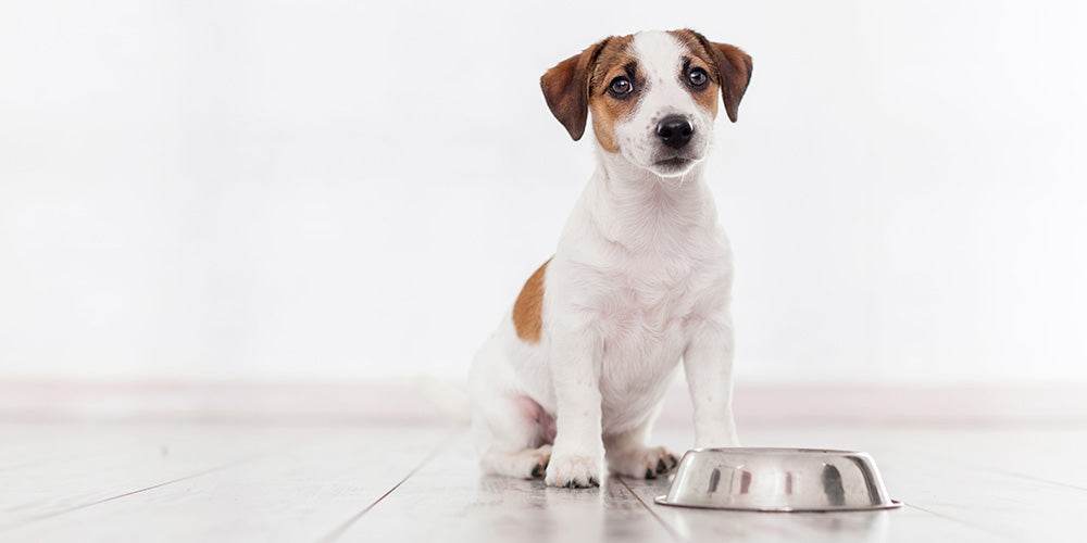 Beneficios del pienso húmedo para tu perro