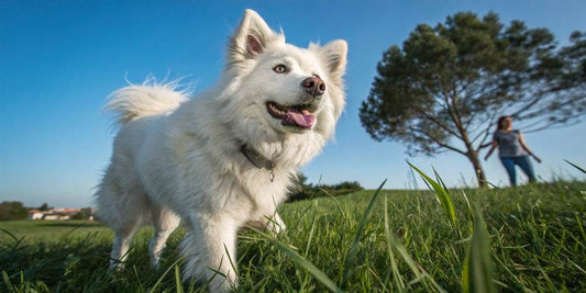Quais cuidados especiais os cães de pelos brancos precisam?