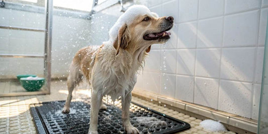 Por que usar um xampu hipoalergênico para seu cão?
