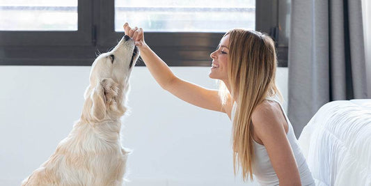Qual é a melhor comida para cães com problemas digestivos?