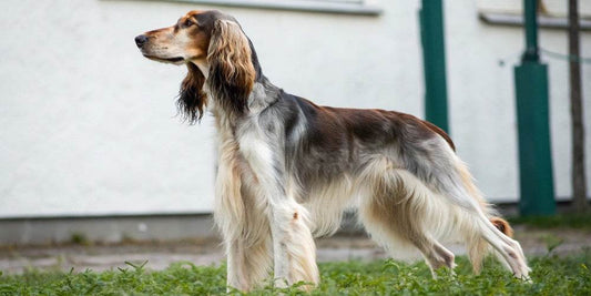 Como cuidar da pele e do pelo do meu cão?