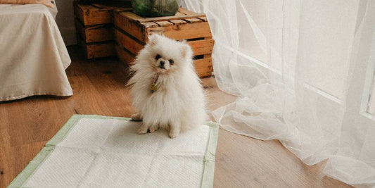 Coussinets pour chien : que sont-ils et comment fonctionnent-ils ?