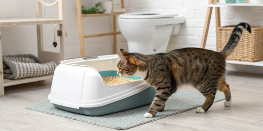 Comment apprendre à un chat à utiliser la litière ?