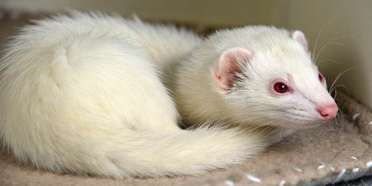 Furet albinos : tout ce qu'il faut savoir