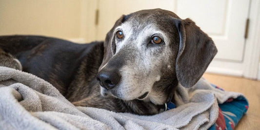 La meilleure nourriture pour les chiens âgés