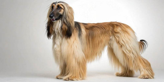 Cuidados especiales para perros de pelo largo