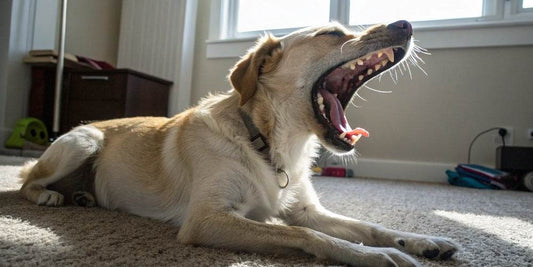 El bostezo en los perros: Más que un simple acto