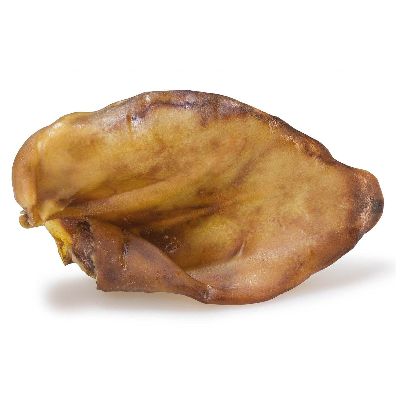 Oreja de cerdo - Arquivet