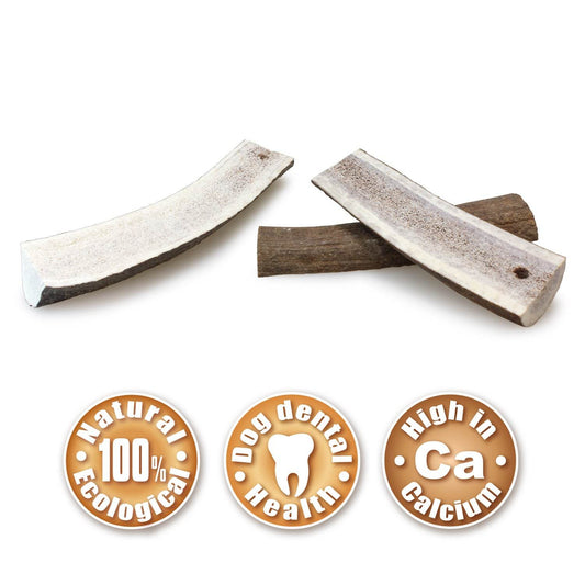 Half deer antler - Arquivet