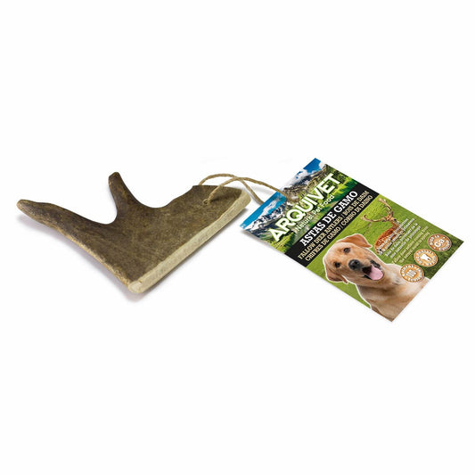 Fallow deer antler - Arquivet