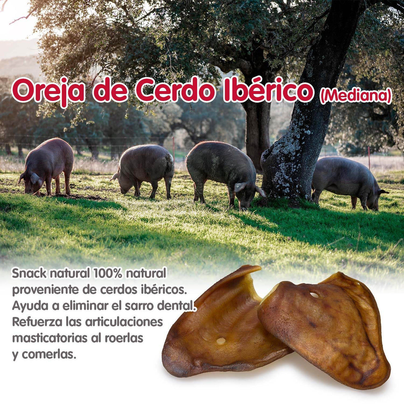 Orejas de cerdo ibérico - Arquivet