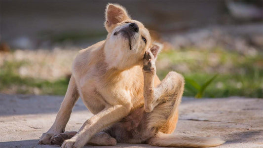 Garrapatas en perros. Todo lo que debes saber para proteger a tu peludo