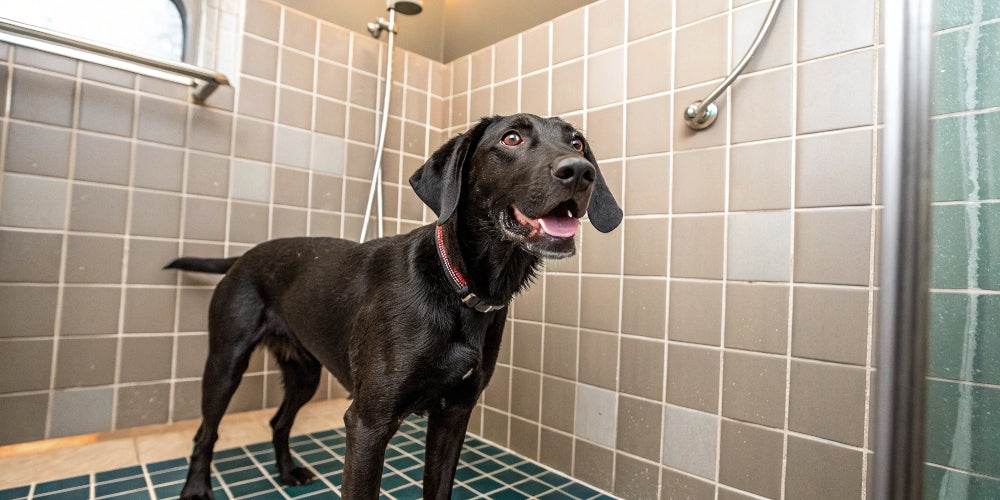 Dicas para usar shampoos secos para cães