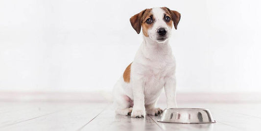 Beneficios del pienso húmedo para tu perro