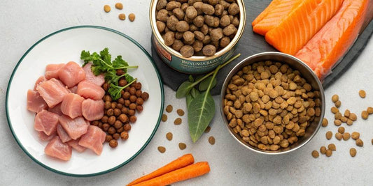 Tipos de alimentación para perros: seca, húmeda, cruda y casera