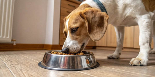 Cómo elegir el mejor pienso para perros diabéticos