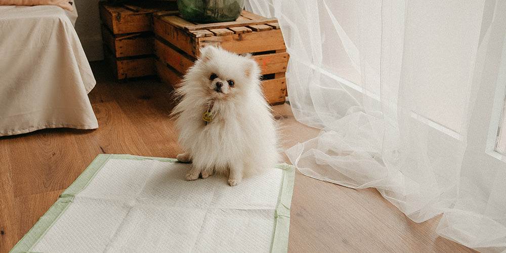 Coussinets pour chien : que sont-ils et comment fonctionnent-ils ?