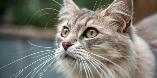 ¿Para qué sirven los bigotes de los gatos?