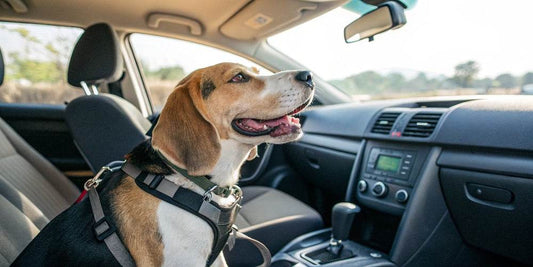 ¿Cómo llevar al perro en el coche?