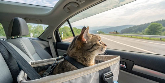Viajar con gatos en coche: todo lo que debes saber
