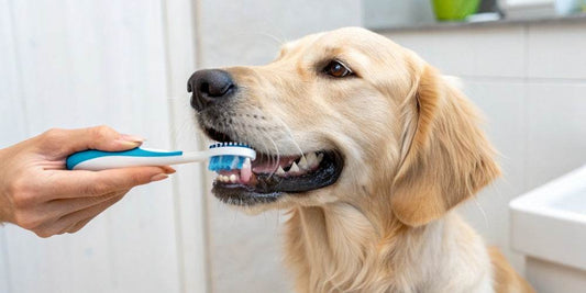 ¿Cómo puedo cuidar la higiene bucal de mi perro?