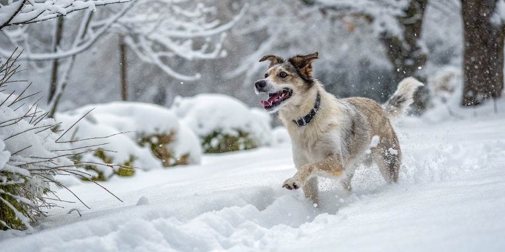 ¿Cuánto frío puede soportar mi perro?