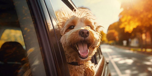 Consejos básicos para viajar con tu mascota este verano