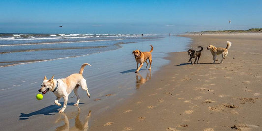Las playas Pet-Friendly de España: Un paraíso para nuestros amigos peludos