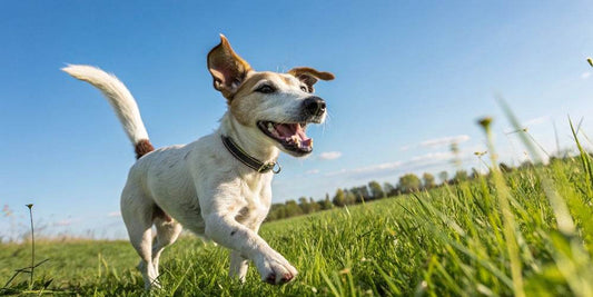 Nueva Ley de Bienestar Animal: Seguro de responsabilidad civil y curso obligatorio