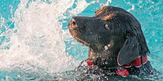 Mascotas y calor: cómo refrescar y cuidar a nuestros peludos frente a temperaturas altas