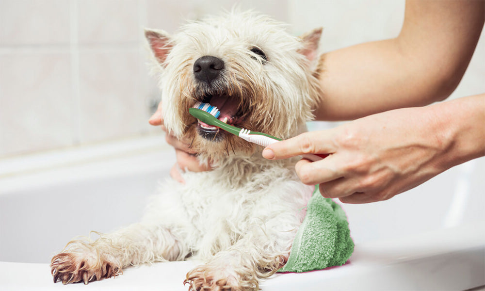 cómo limpiar los dientes de tu perro