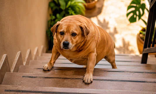 Perro gordo en casa?