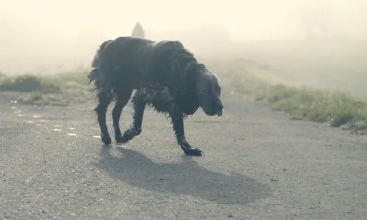perros abandonados en España