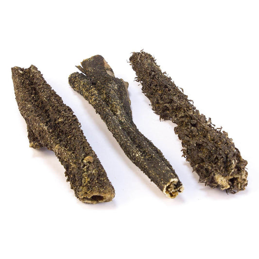 Tripa de búfalo - Arquivet