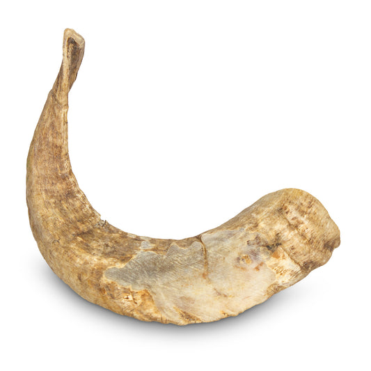 Corne de bélier