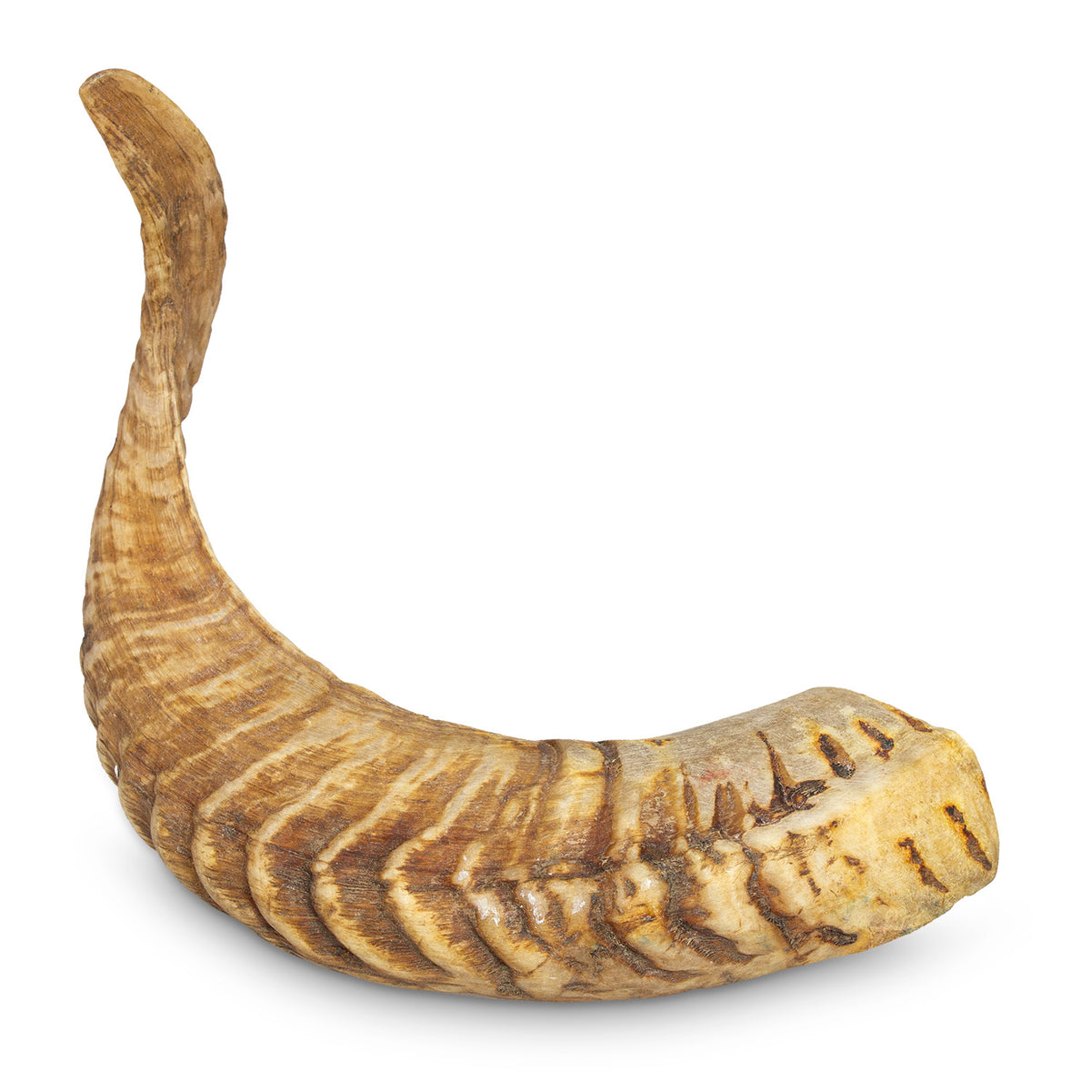 Corne Rosh Hashanah Chofar En Corne De Bélier Barsheshet Ribak - Semi-poli 33-37cm Pour Rosh Hashanah Rosh Hashanah Yom Kippur Corne Rosh Hashanah Chofar En Corne De Bélier Barsheshet Ribak - Semi-poli 33-37cm Pour Rosh Hashanah Rosh Hashanah Yom Kippur