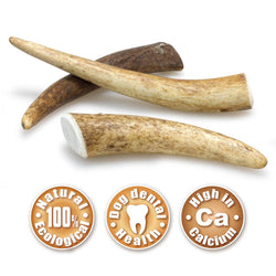 Bois de cerf - Arquivet