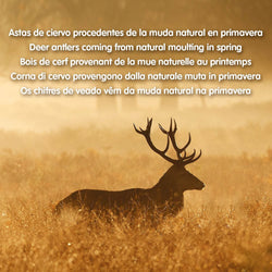 Demi-bois de cerf - Arquivet
