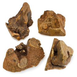 Heather Root - Arquivet