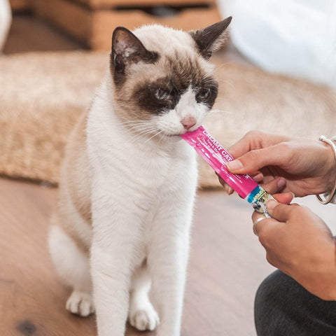 Creamy Cat Treats