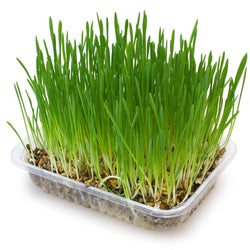 Hierba para gatos en bandeja 100 gr - Arquivet