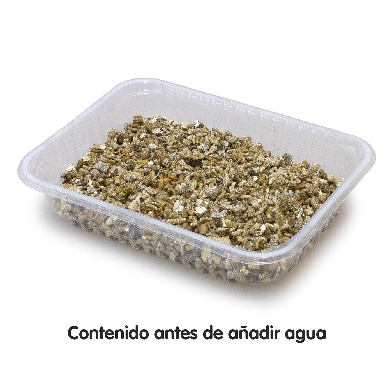 Hierba para gatos en bandeja 100 gr - Arquivet