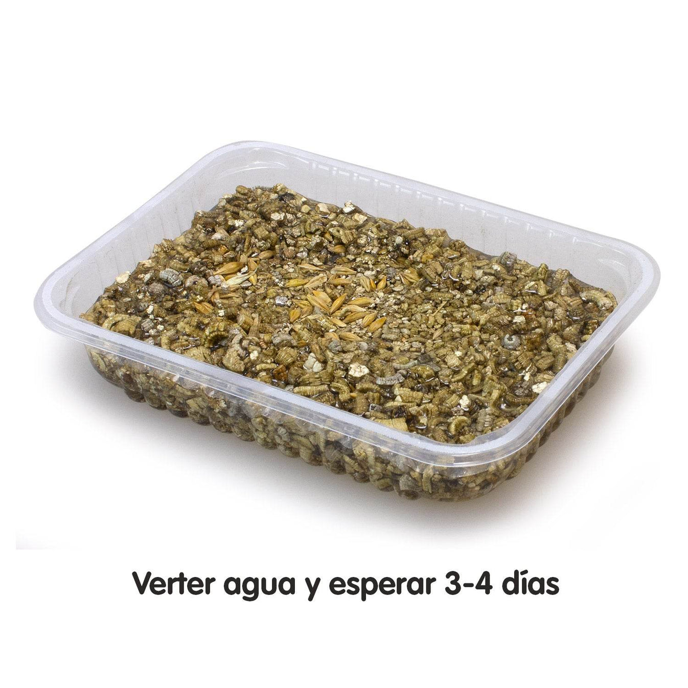 Hierba para gatos en bandeja 100 gr - Arquivet