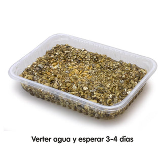 Hierba para gatos en bandeja 100 gr - Arquivet