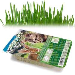 Hierba para gatos en bandeja 100 gr - Arquivet